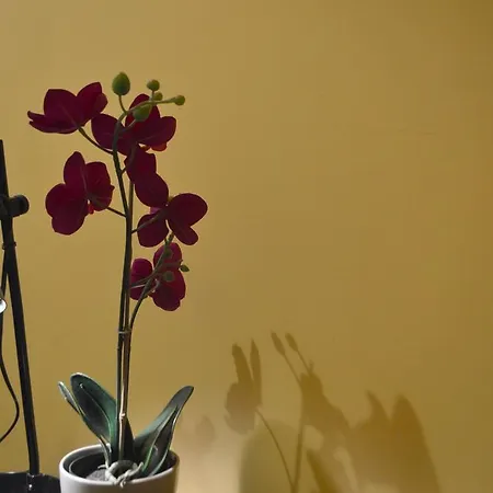 Pensionat Riverside Danube